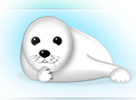 phoca